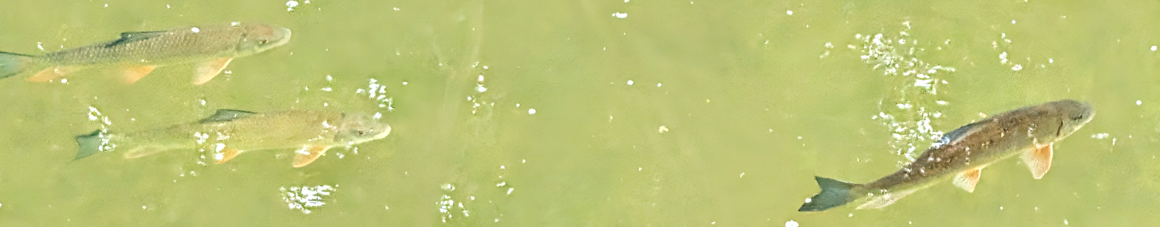 Medway Creek Fish